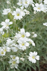 White Periwinkle Flowers in Bloom – South Vancouver, BC, Canada