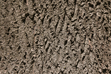 bark of an old tree