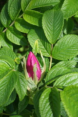 Wild Rose Bud