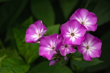 Phlox in a flower bed in the garden