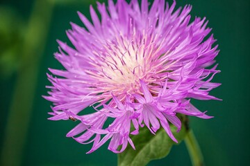Garden cornflower  on flower bed