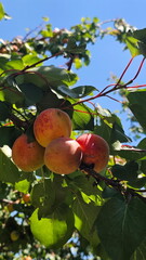 A bunch of ripe apricots on a branch