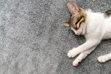 Adorable tabby kitten sleeping peacefully on soft grey blanket, close-up of cute baby cat resting...