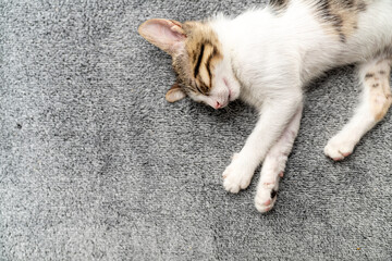 Adorable tabby kitten sleeping peacefully on soft grey blanket, close-up of cute baby cat resting...
