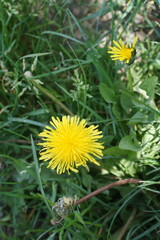 Dandelion in Grass with Moody Light – South Vancouver, BC, Canada