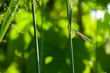 Macro shot of a damselfly resting on a grass blade. Bright green background with soft bokeh. A...