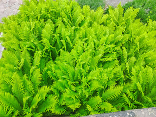 Beautiful fern leaf texture in nature. Natural ferns blurred background.