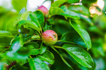 Close up view of young apple covered with raindrops hanging on branch among wet green leaves. Sweden.