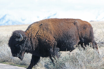 Bison on Antelope Island, Utah, in winter	