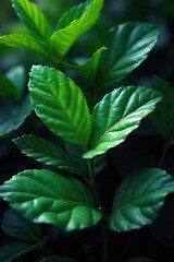Mysterious Dark Green Leaves with Iridescent Sheen, Twilight Shadow, Fantasy Nature Photography