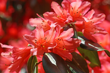 Red azalea flowers in Spring