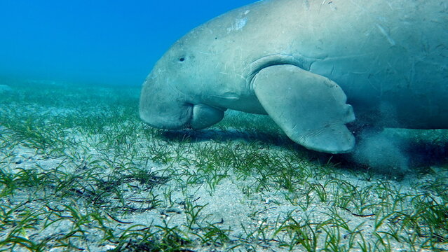 Dugong (dugong dugon) or seacow in the Red Sea.

Dugongo. Sea Cow in Marsa Alam. Marsa Mubarak bay.

