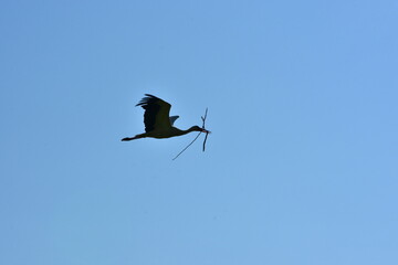 Silhouette of a stork flying across a clear blue sky, carrying tree branches in its beak. Graceful wings spread wide, capturing a peaceful moment of nature and bird behavior in motion.