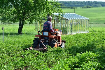 Senior farmer on compact orange tractor cultivating crops in lush green field. Summer agricultural work in rural area. Scene of tradition, labor, and nature. no face