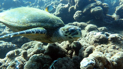 Hawksbill sea turtle (CR species) Hawksbill Turtle - Eretmochelys imbricata.