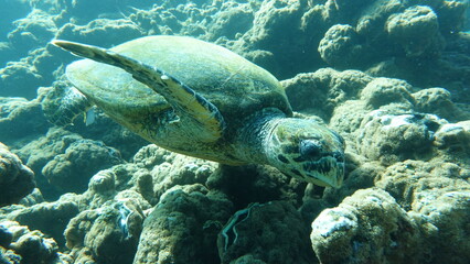 Hawksbill sea turtle (CR species) Hawksbill Turtle - Eretmochelys imbricata.