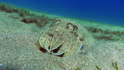 Sepia pharaonis. Mollusks, type of Mollusk. Head-footed mollusks. Cuttlefish squad. Pharaoh cuttlefish.