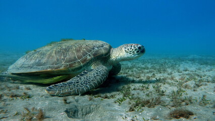 Big Green turtle , Green turtles are the largest of all sea turtles. A typical adult is 3 to 4 feet long and weighs between 300 and 350 pounds.