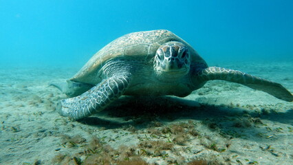 Obraz premium Big Green turtle , Green turtles are the largest of all sea turtles. A typical adult is 3 to 4 feet long and weighs between 300 and 350 pounds.