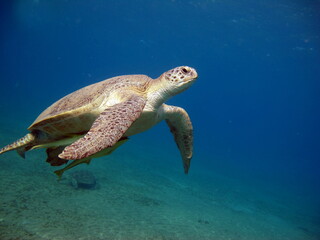 Big Green turtle , Green turtles are the largest of all sea turtles. A typical adult is 3 to 4 feet...