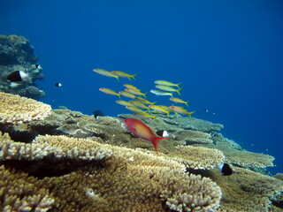 Colorful tropical fish on a coral reef, amazingly beautiful fairy world. In the coral gardens of the Red Sea.

