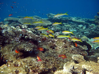 Colorful tropical fish on a coral reef, amazingly beautiful fairy world. In the coral gardens of the Red Sea.

