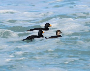 Black Scoter Ducks Swimming on Ocean Waves