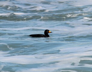 Black Scoter Ducks Swimming on Ocean Waves