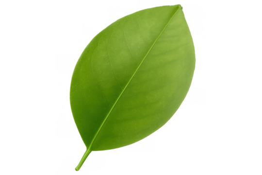 Green leaf veining detailed, translucent backdrop highlighting botanical intricacy for graphic design elements