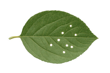 Obraz premium Bright green leaf with insect-created perforations, showcasing natural damage pattern against transparent backdrop