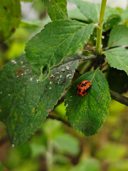 Vibrant Orange Ladybug on Green Leaf with Tiny White Insects