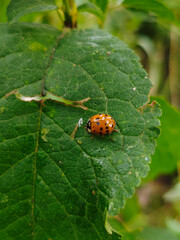 Single Bright Orange Ladybug on Damaged Green Leaf