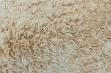 sheep fur texture