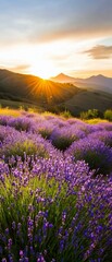 Fototapeta premium Beautiful landscape of a lavender field at sunset.