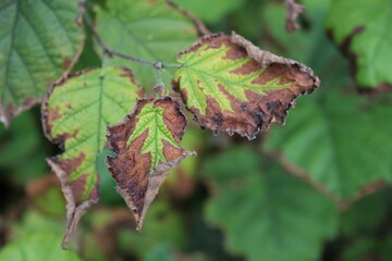 Drought, tree diseases