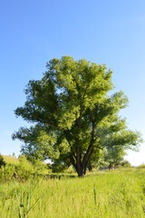 lonely tree in the field
