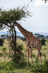 Fototapeta premium A tall giraffe stands gracefully amidst the savanna, its long neck reaching up to graze on the fresh green foliage of a tree. The vast expanse of the landscape adds depth to the scene.