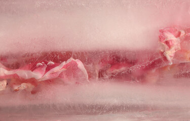 Soft focus pink flower petal, leaf in frozen ice. Abstract natural blur wet background.