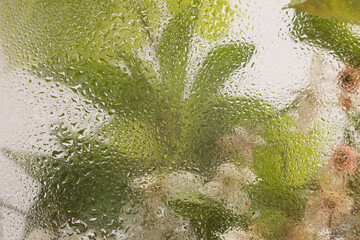 Smoke Soft focus green, beige pink leaf and  flower bouquet through glass with wet water drops....