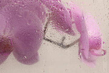 Soft focus pink Orchid flower bouquet through glass with wet water drops. Abstract natural blur...