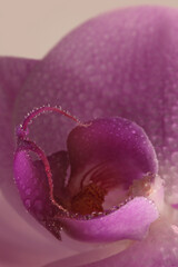 Close-up Smoke selective soft focus Orchid flower petal with water drops. Natural blur pink pastel color background.