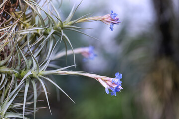 Tiny blue orchid flowers growing from a clump of leaves in a soft bokeh background.