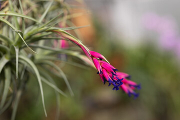 Pink orchid flowers growing on a stem with leaves in a beautiful bokeh background.