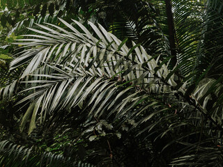 Deep dark greens of the Central American Jungles and Rivers