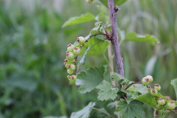 currant