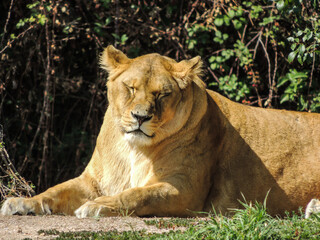 Animals trapped in a zoo