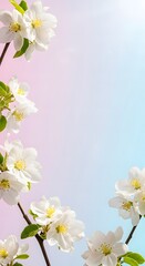 Fototapeta premium Delicate White Blossoms A Gentle Gradient of Spring Hues with Floral Focus, Emphasizing Nature's Beauty and Serene Pastel Colors for a Refreshing Aesthetic