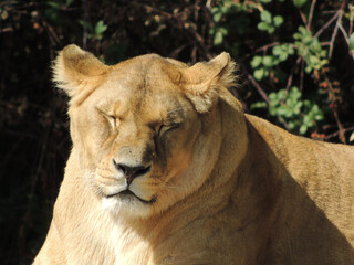 Animals trapped in a zoo