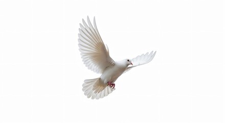 Elegant white dove in flight against pure white backdrop, symbolizing peace, hope, freedom. Perfect for wedding, baptism, confirmation, sympathy card designs.