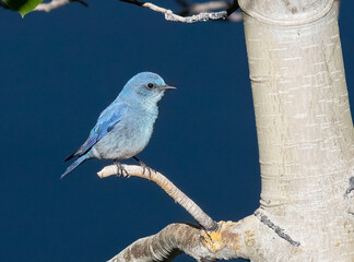 Blue Bird